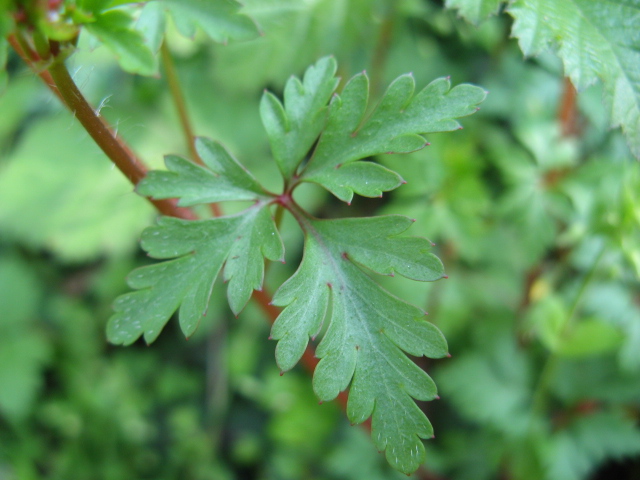 Geranium robertianum / Geranio di S.Roberto