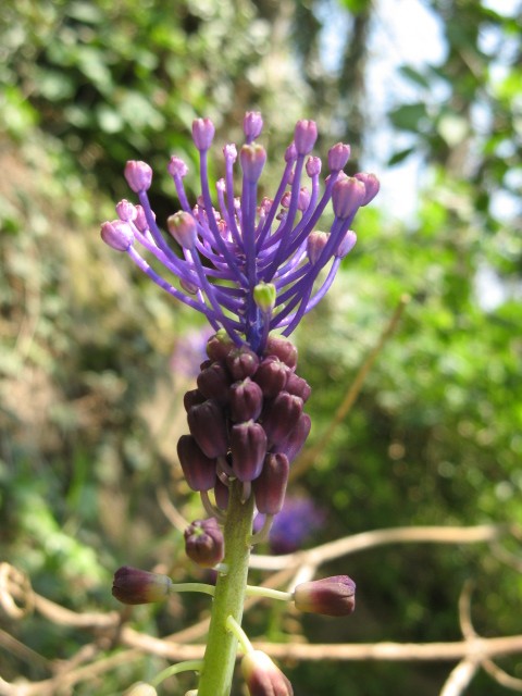 Muscari comosum / Muscari con il pennacchio, Lampascione