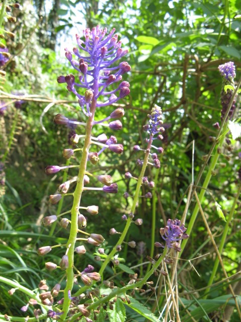 Muscari comosum / Muscari con il pennacchio, Lampascione