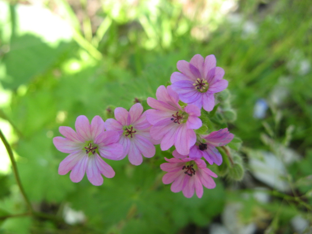 Geranium molle / Geranio volgare