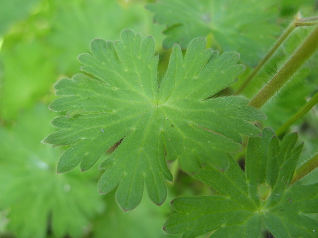 Geranium molle / Geranio volgare