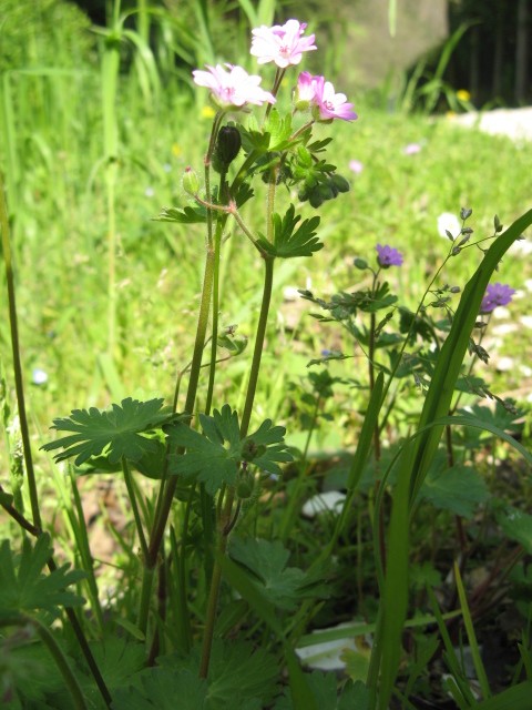 Geranium molle / Geranio volgare