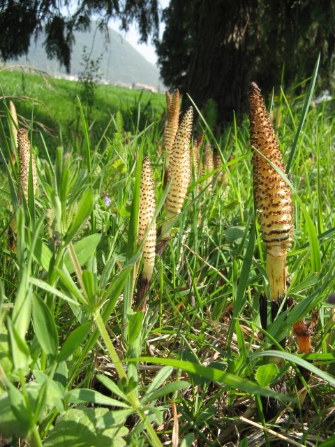 Equisetum cfr. arvense