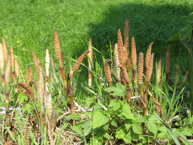 Equisetum cfr. arvense