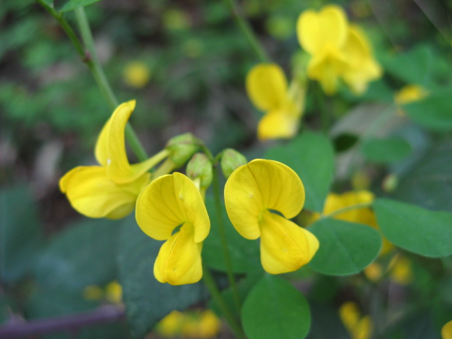 Emerus major (=Coronilla emerus) / Cornetta dondolina