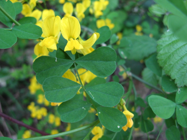 Emerus major (=Coronilla emerus) / Cornetta dondolina