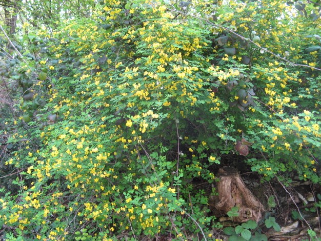 Emerus major (=Coronilla emerus) / Cornetta dondolina