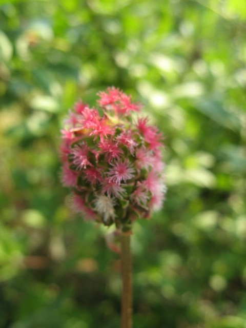 Sanguisorba minor /  Pimpinella