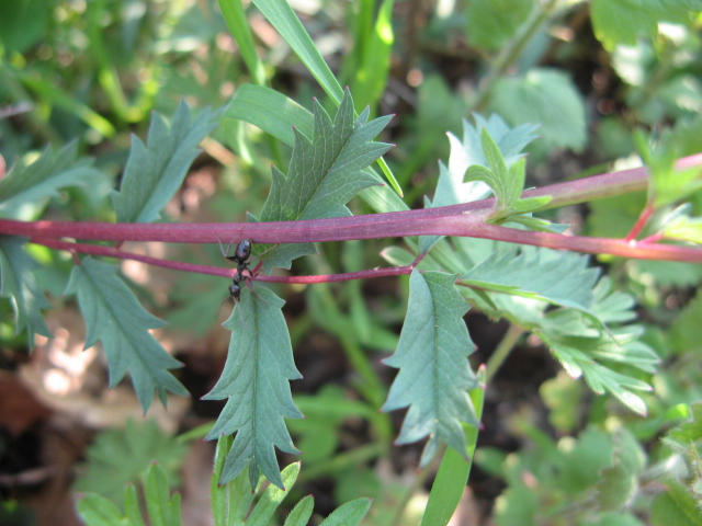 Sanguisorba minor /  Pimpinella