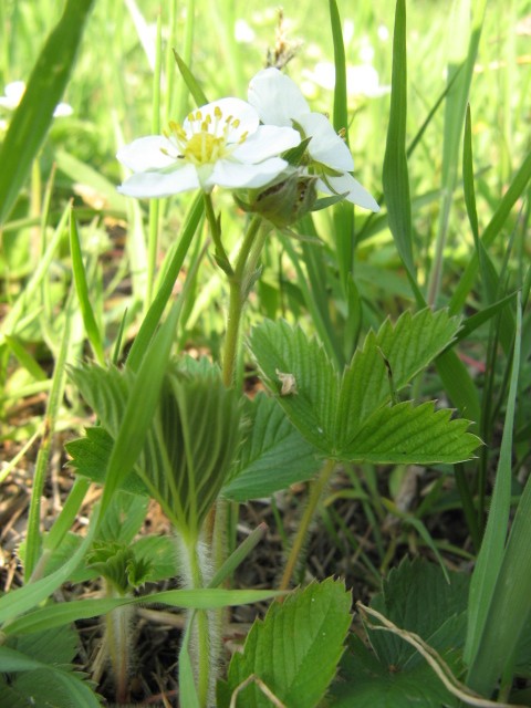 Fragaria viridis