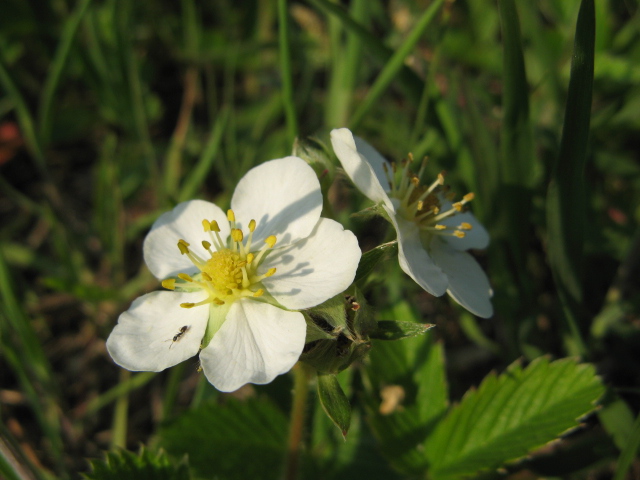 Fragaria viridis