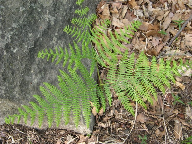 Pteridium aquilinum