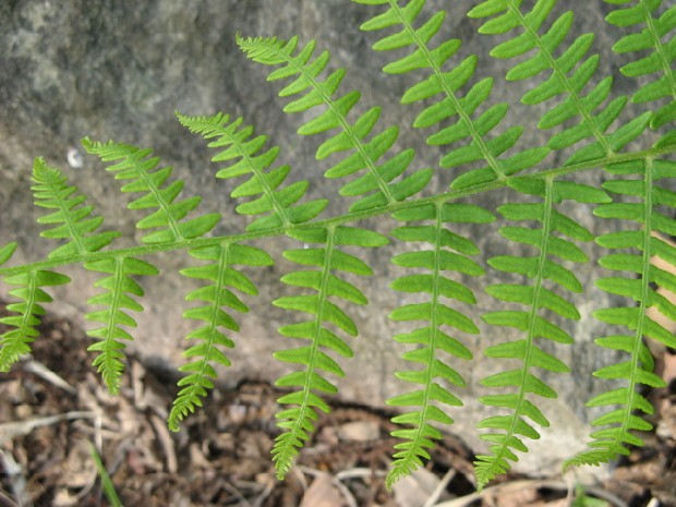 Pteridium aquilinum