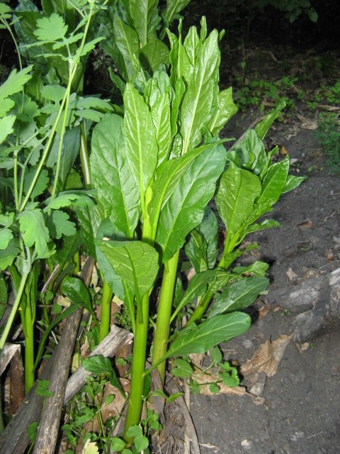 Phytolacca americana