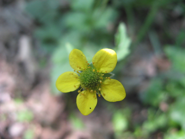 Geum urbanum / Cariofillata comune