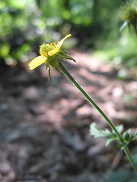 Geum urbanum / Cariofillata comune