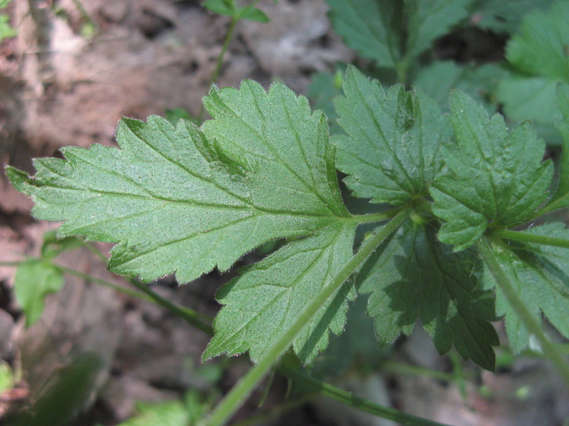 Geum urbanum / Cariofillata comune