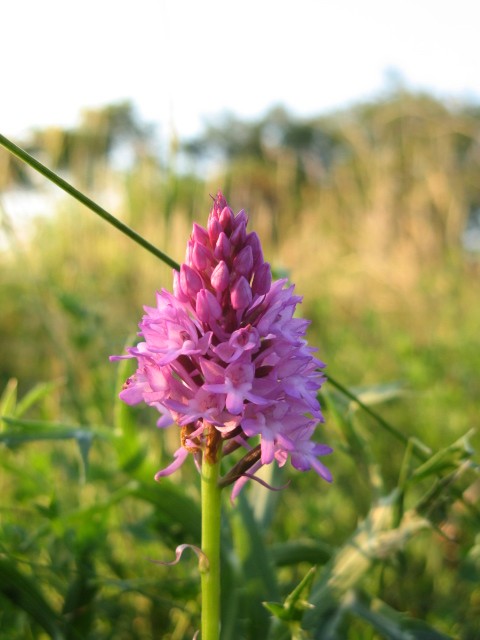 Anacamptis pyramidalis