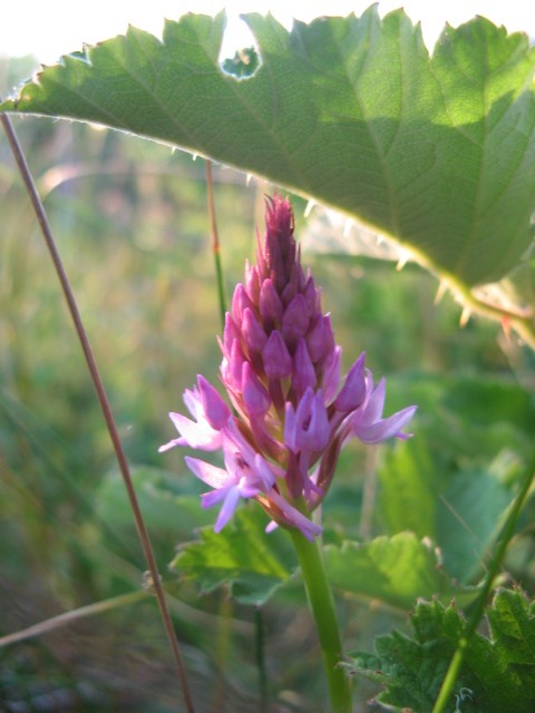 Anacamptis pyramidalis