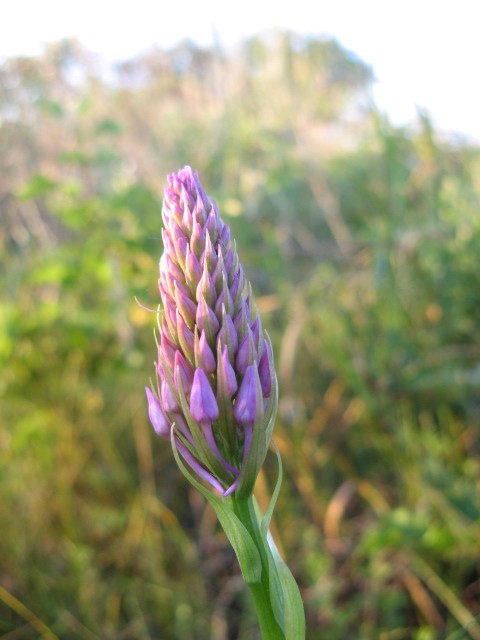 Anacamptis pyramidalis