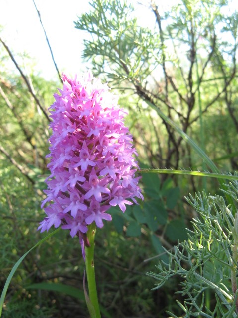 Anacamptis pyramidalis