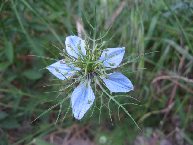 Nigella damascena / Damigella scapigliata