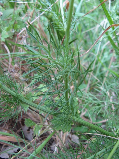 Nigella damascena / Damigella scapigliata