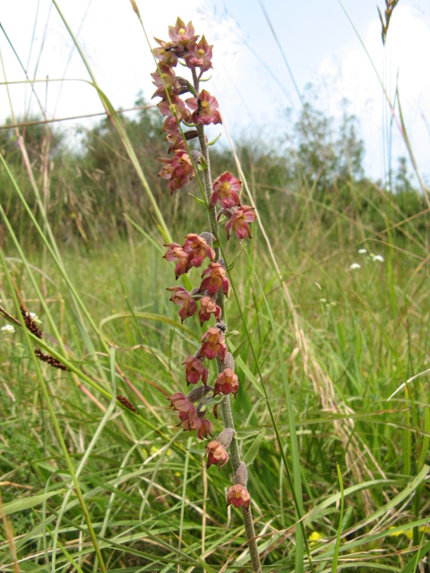 Epipactis atrorubens