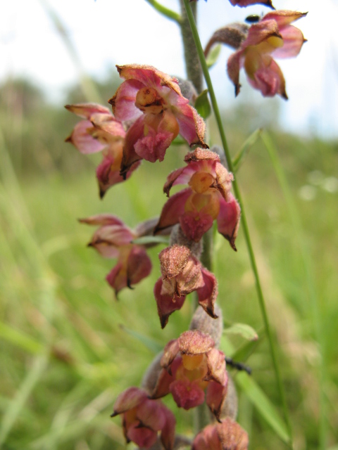 Epipactis atrorubens