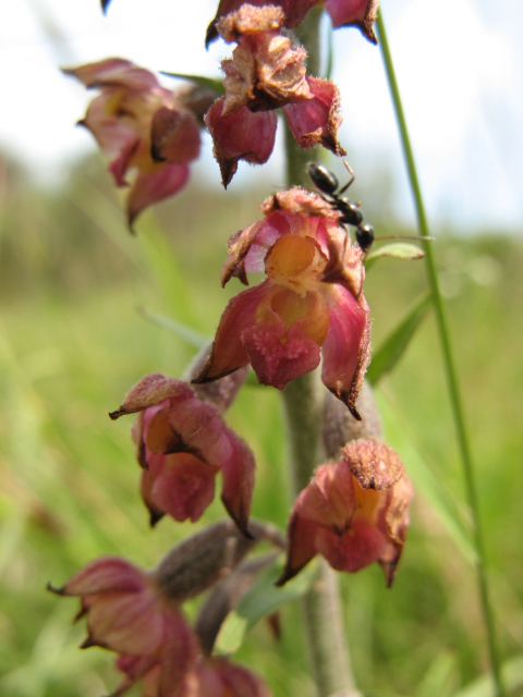 Epipactis atrorubens