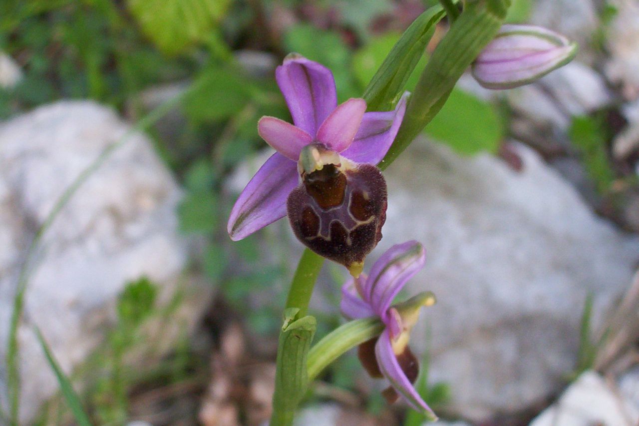 Ophrys pollinensis