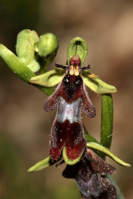 Ophrys insectifera