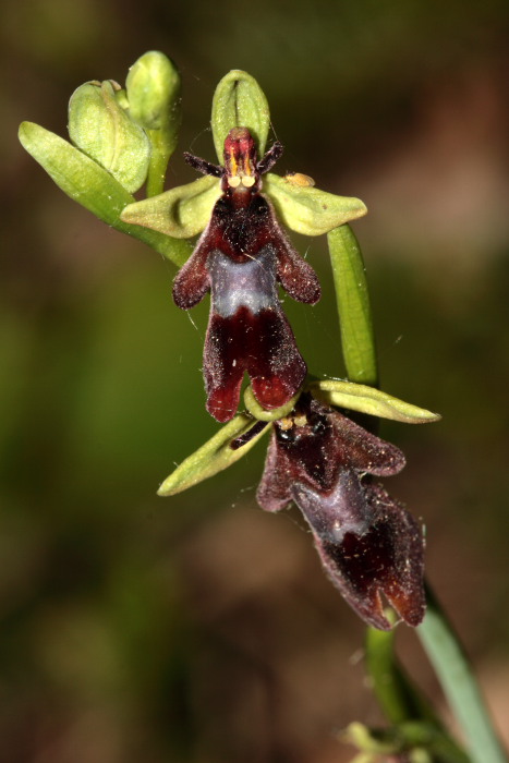 Ophrys insectifera