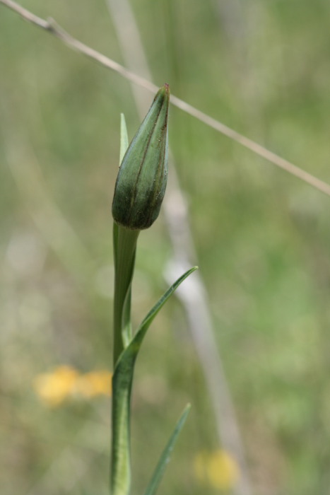 Cosa diventer? Tragopogon ?