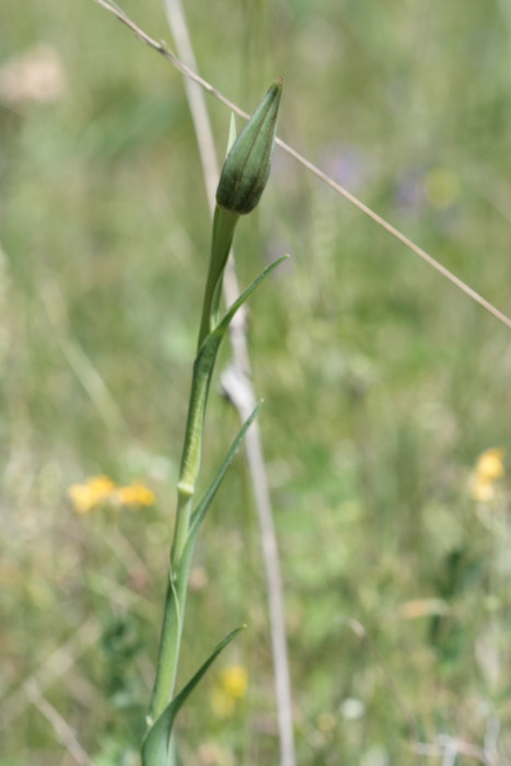 Cosa diventer? Tragopogon ?