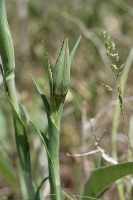 Cosa diventer? Tragopogon ?