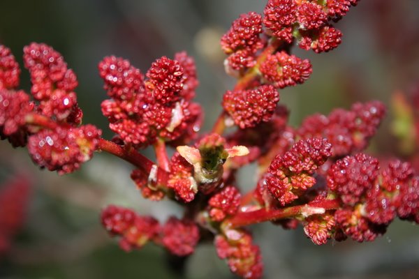 Pistacia terebinthus