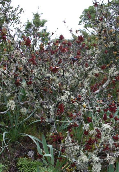 Pistacia terebinthus