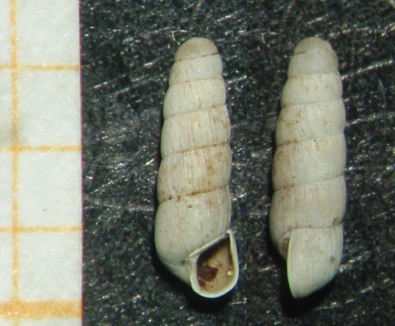 Acicula szigethyannae Subai, 1977