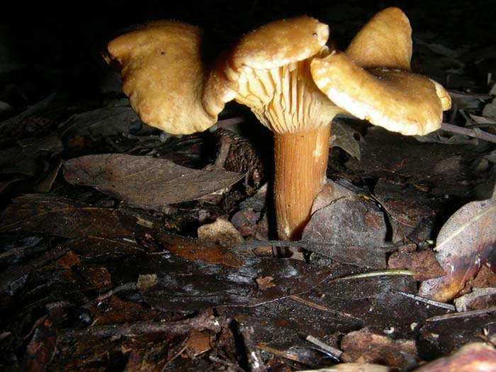 Clitocybe fotog. 27.03.07