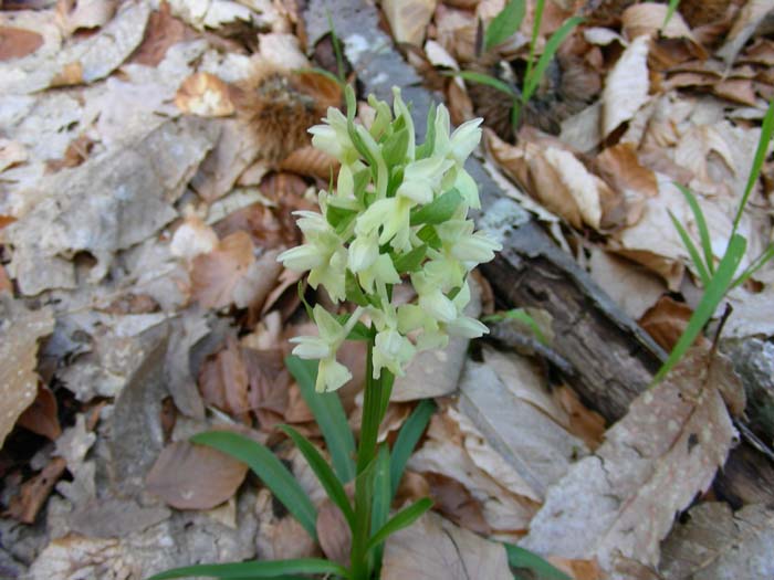 Dactylorhiza romana