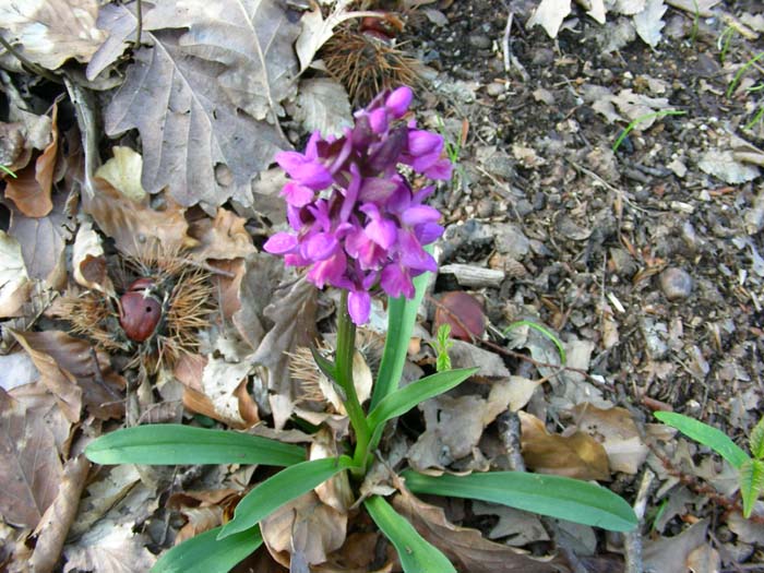 Dactylorhiza romana