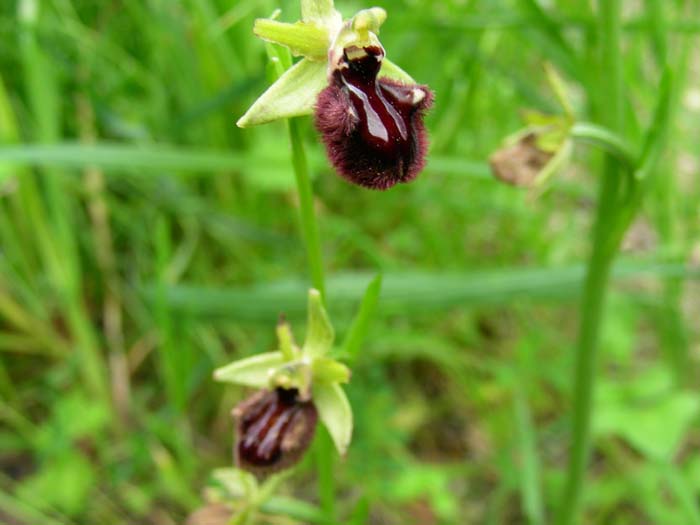 Ophrys incubacea