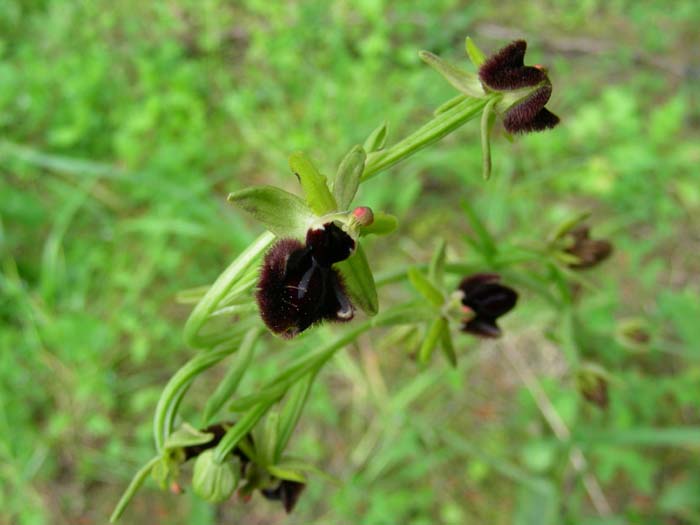 Ophrys incubacea