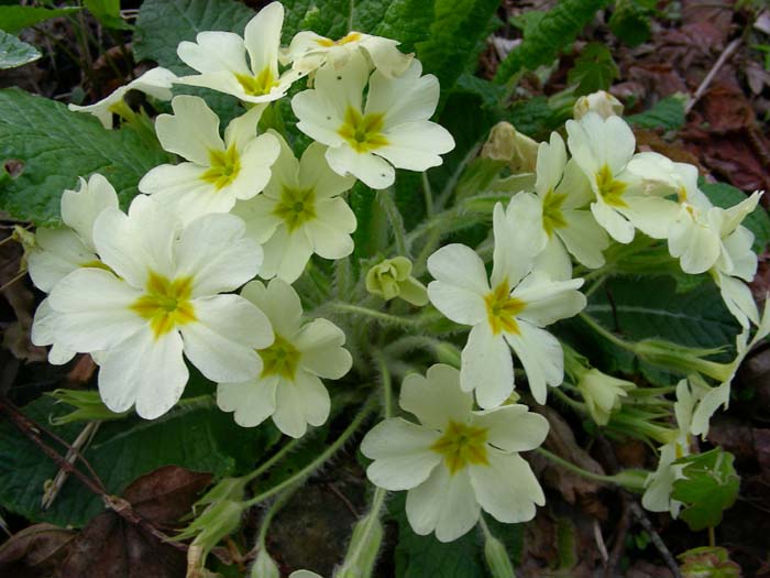 Primula vulgaris (=acaulis) /Primula comune