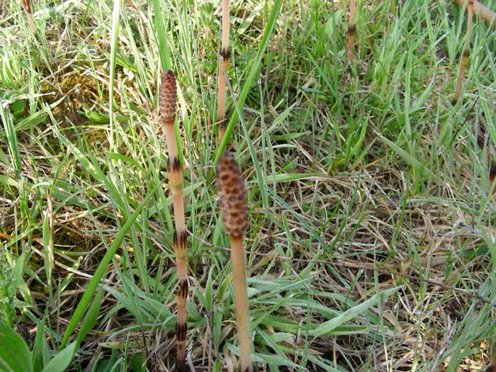 Equisetum cfr. arvense