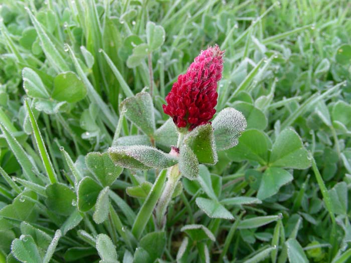 Lotus corniculatus e Trifolium incarnatum