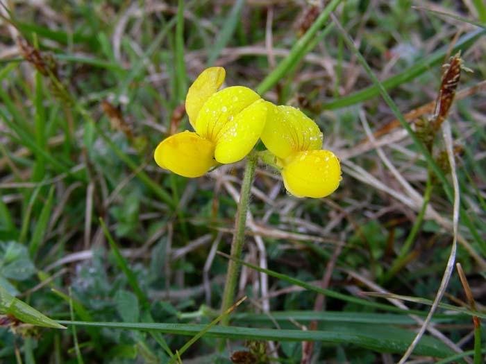 Lotus corniculatus e Trifolium incarnatum