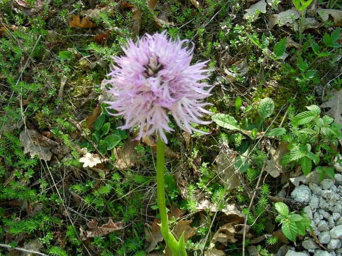 prato di orchidee fotog.il 20.04.07.