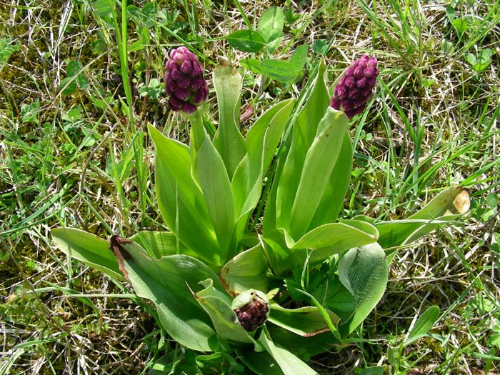 fiori fotog. il 20.04.07: Orchis purpurea